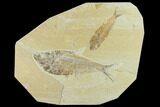 Fossil Fish (Diplomystus) & Mioplosus - Green River Formation #131213-1